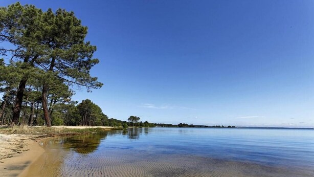 Une plage avec une eau claire, un rivage sablonneux et des arbres.