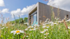 Un bâtiment moderne doté d’une grande fenêtre en verre et d’une porte, entouré d’un champ de marguerites.