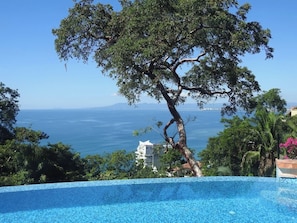 A clear view of a swimming pool with a tree in the foreground and a distant view of the sea and buildings.