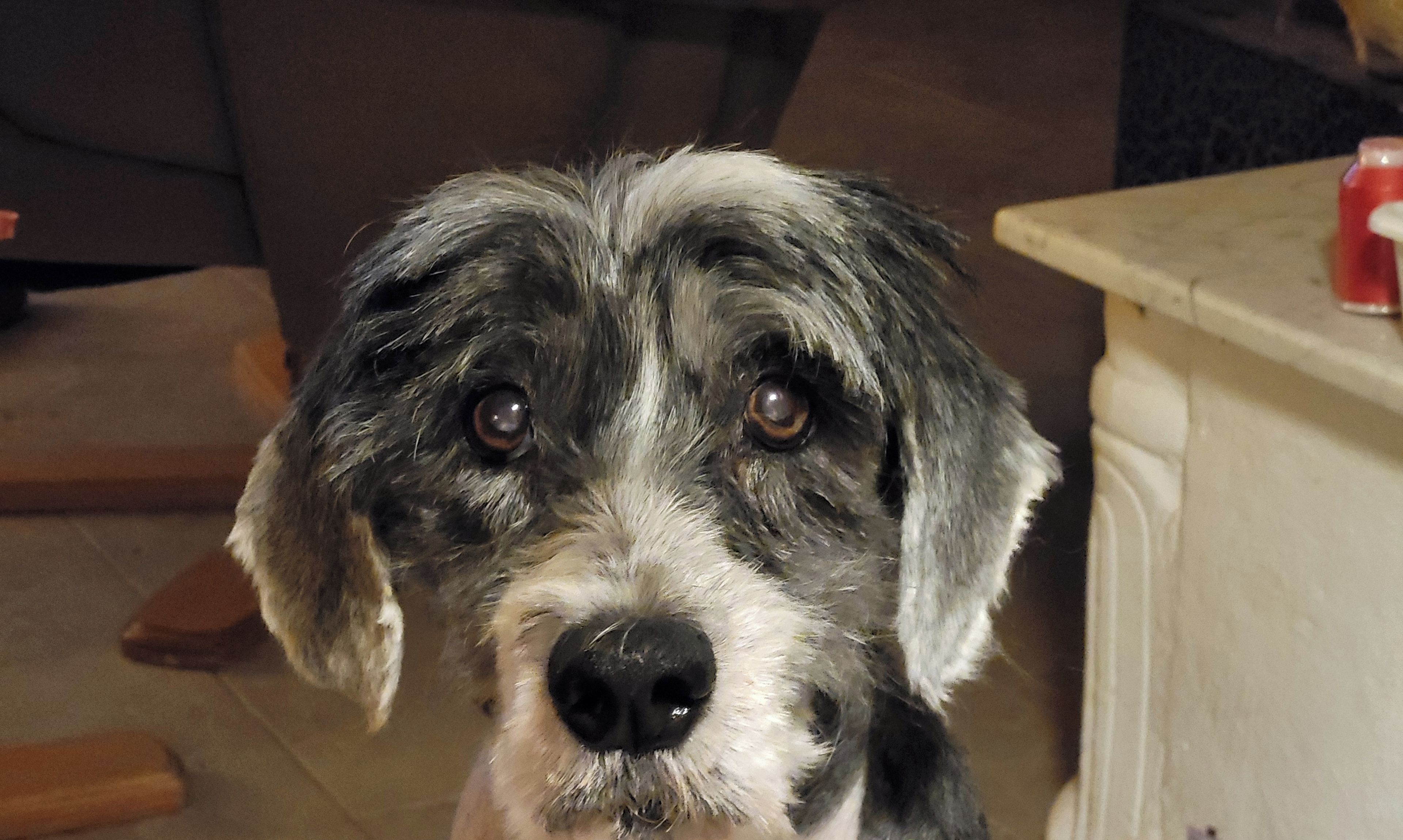 A dog with a white and gray coat, sitting indoors with a tiled floor and a kitchen counter in the background.