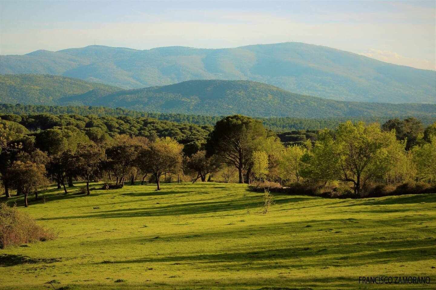 Un paisaje con colinas onduladas y árboles dispersos.