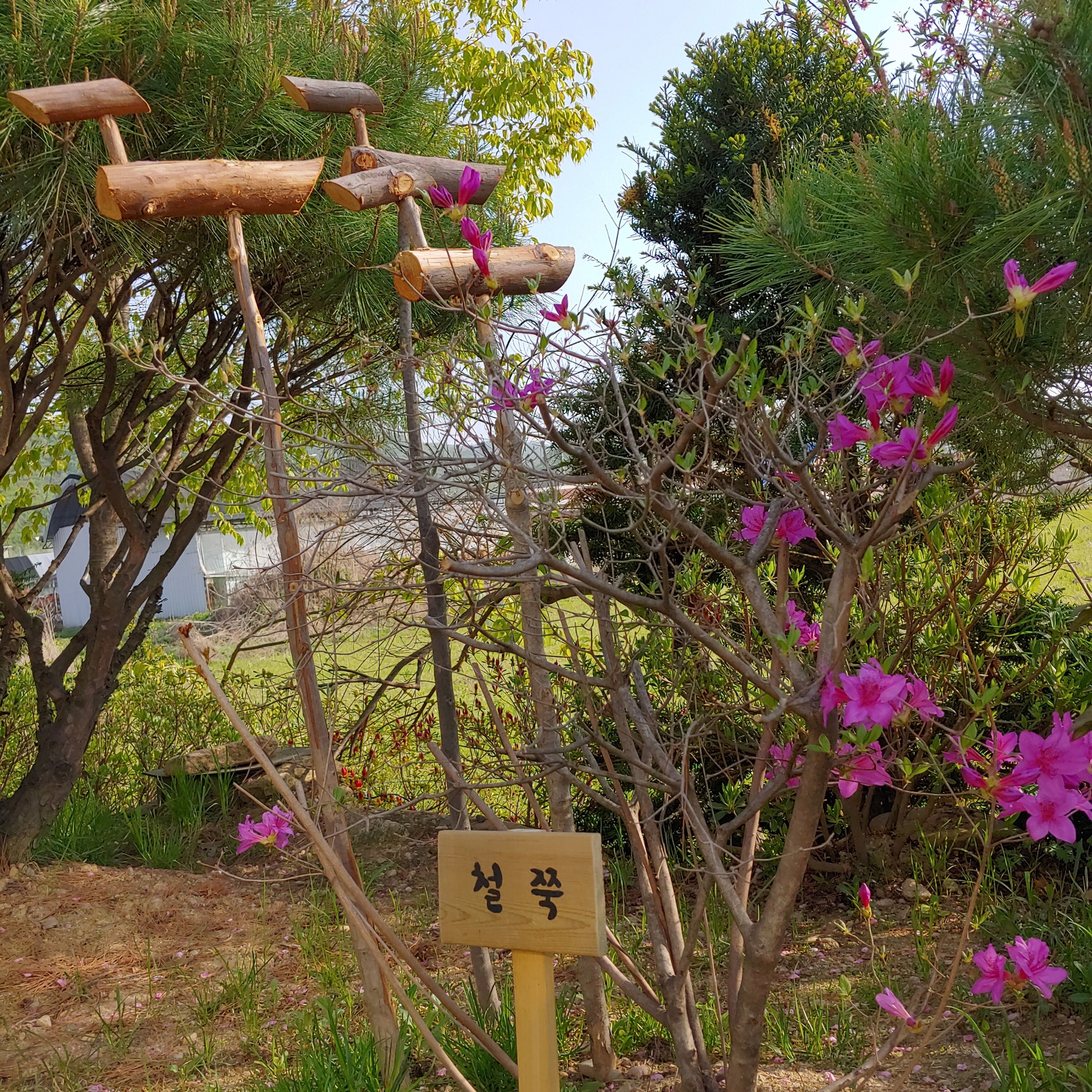 A wooden sign with Korean characters, surrounded by trees with pink flowers and a clear sky.
