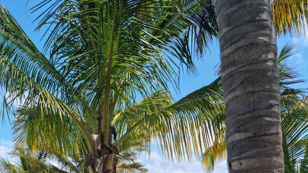 Una piscina rodeada de palmeras, una terraza de madera y una playa al fondo.