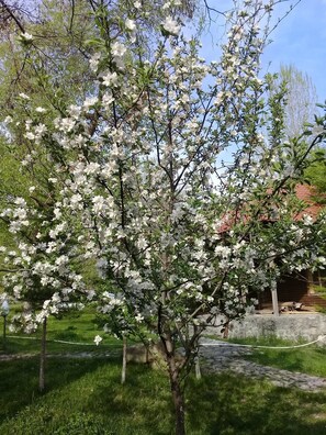 Garden - Kish Adasi - Kish Island (Sheki)