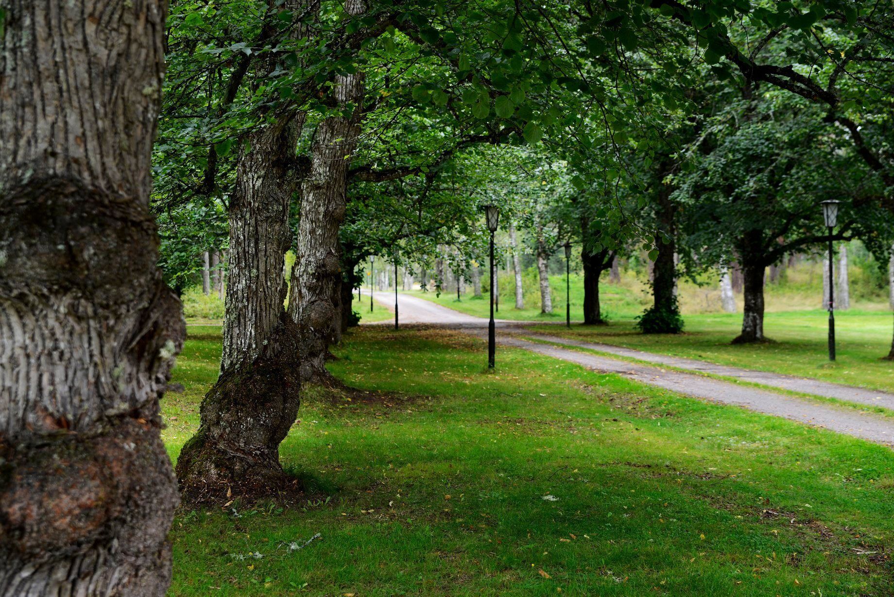 En park med en asfalterad gångväg, träd och en gräsyta.