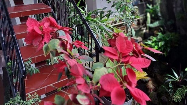A staircase with red steps leading to a balcony with potted plants. - Wisma & Kantin Amanda (Pacet)