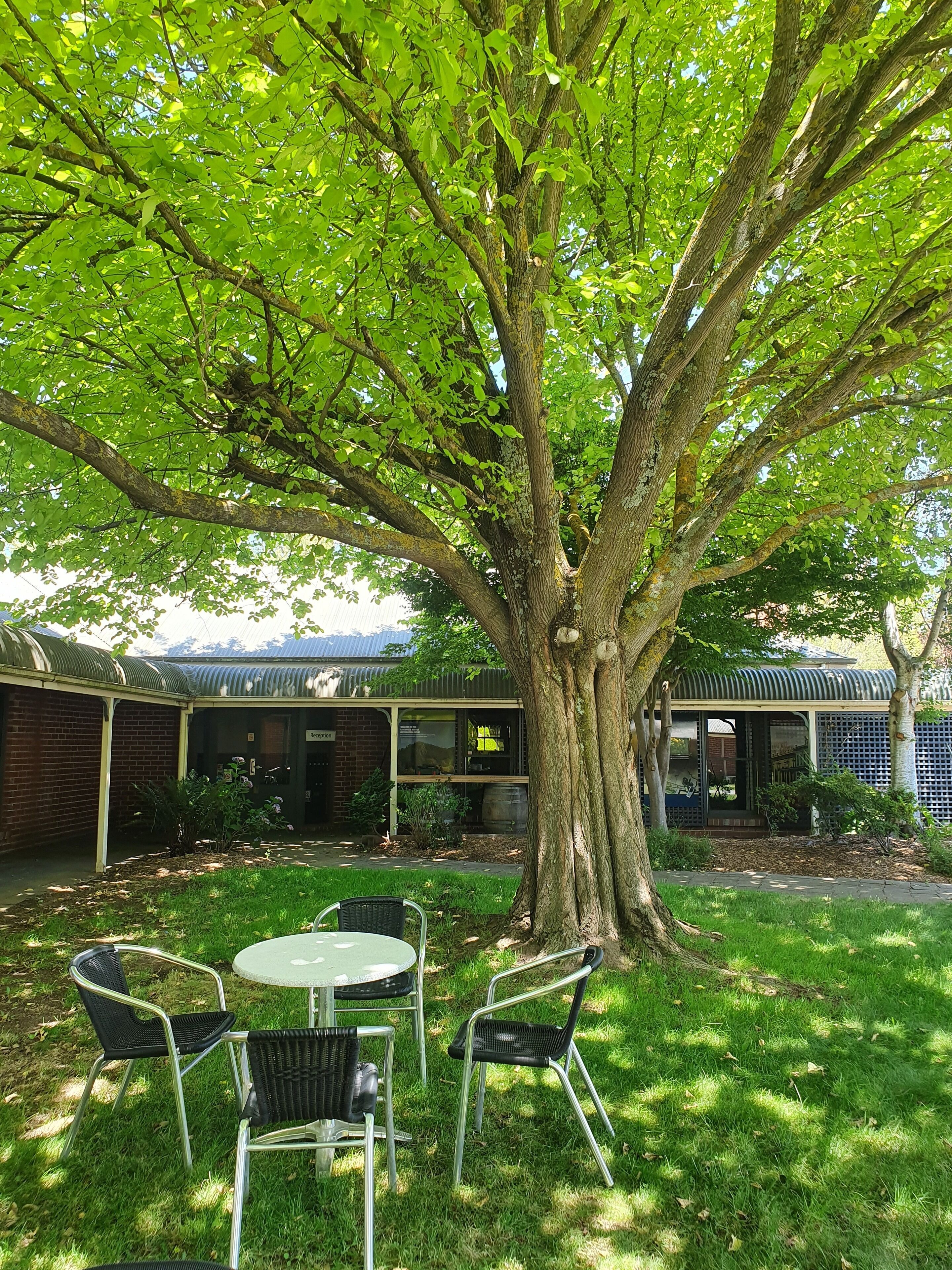 A tree-lined outdoor seating area with a table and chairs, a brick building in the background, and a covered structure with a metal roof.