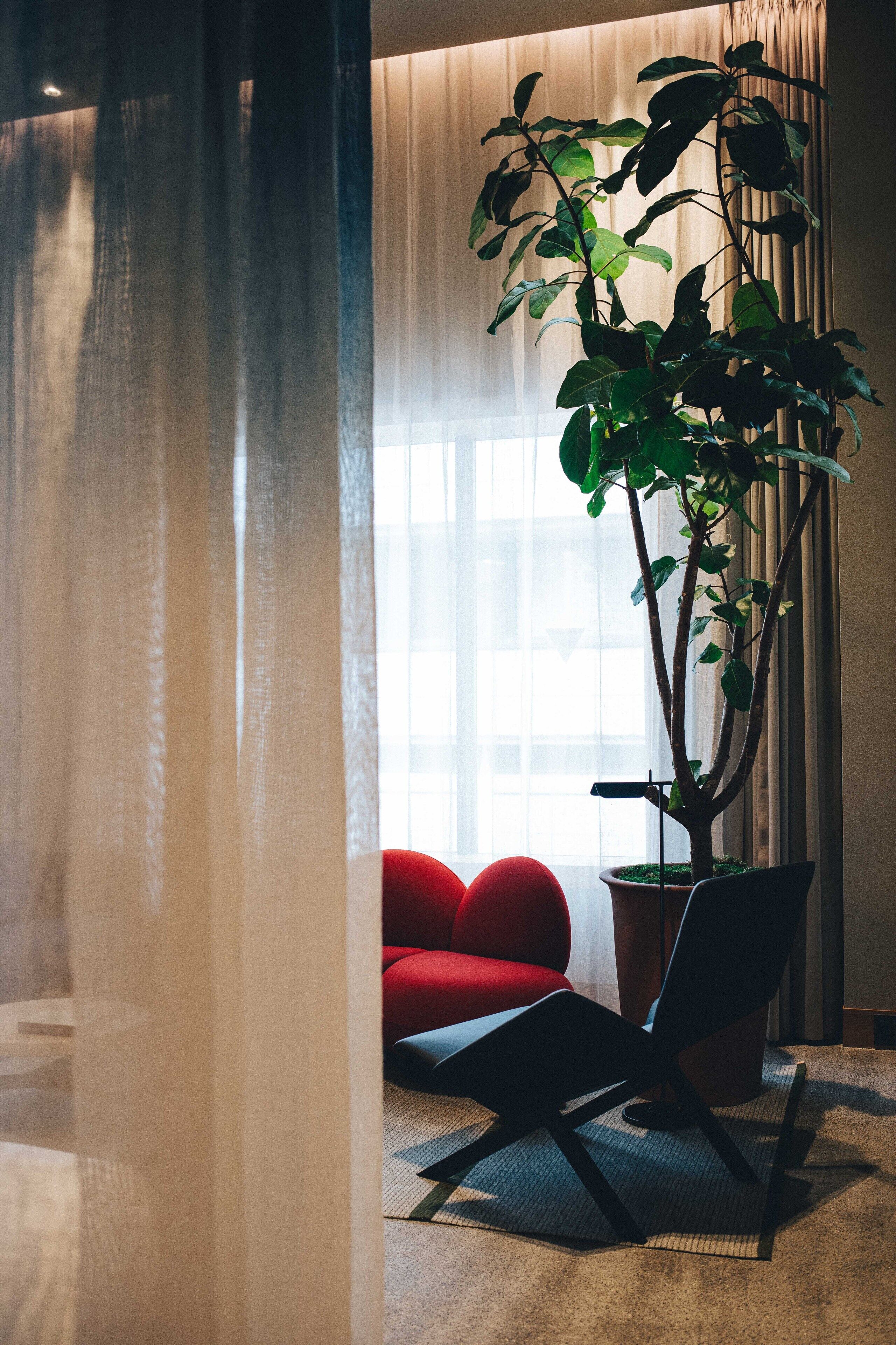 A room with a large potted plant, a red sofa, and a black chair.