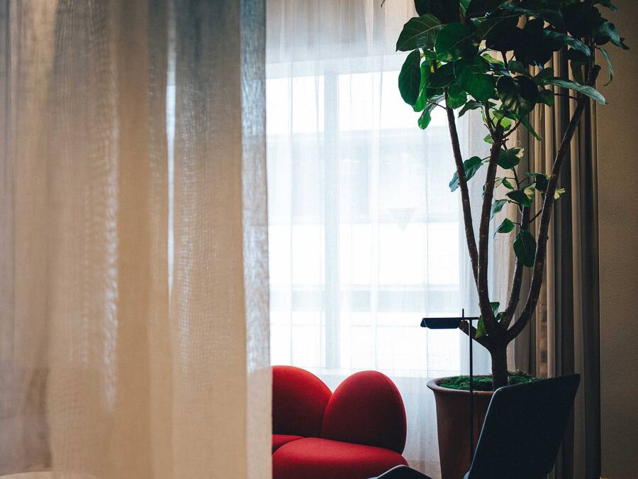 A room with a large potted plant, a red sofa, and a black chair.
