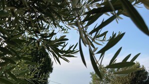 Une piscine entourée de verdure, offrant une vue dégagée sur le paysage environnant.