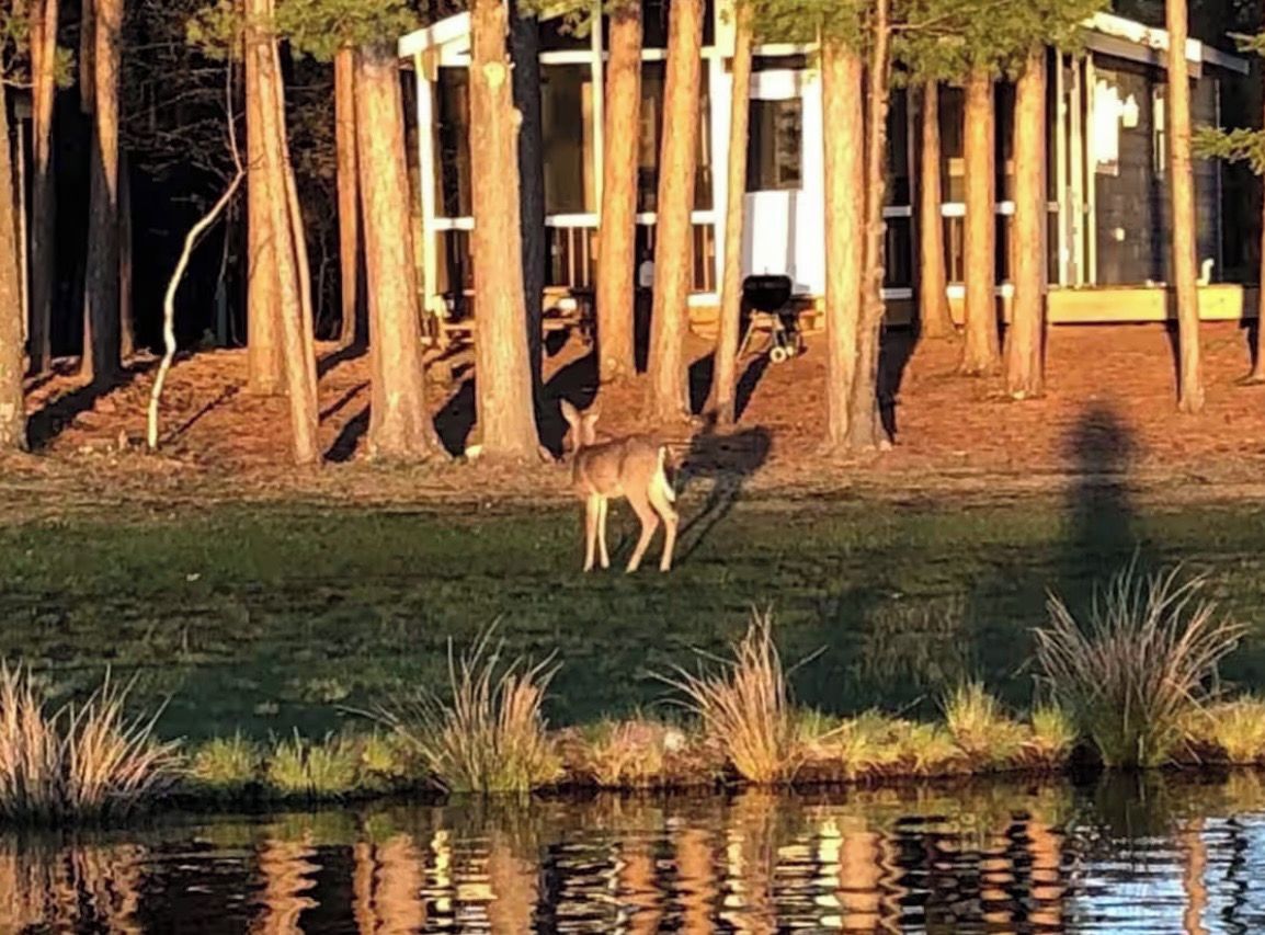 A deer near a body of water with trees and a building in the background.