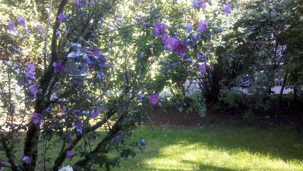 A garden with a tree bearing purple flowers and a bird feeder.