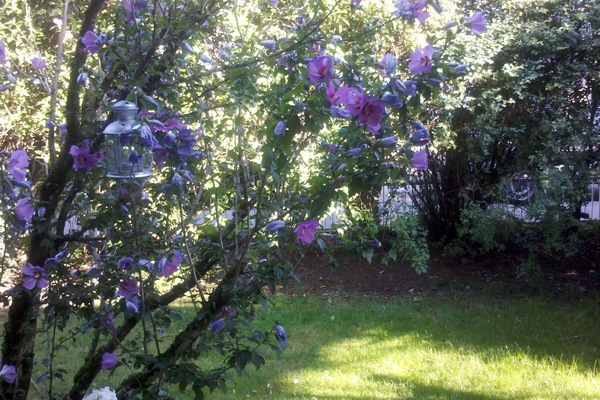 Blick aus dem Fenster in den Garten