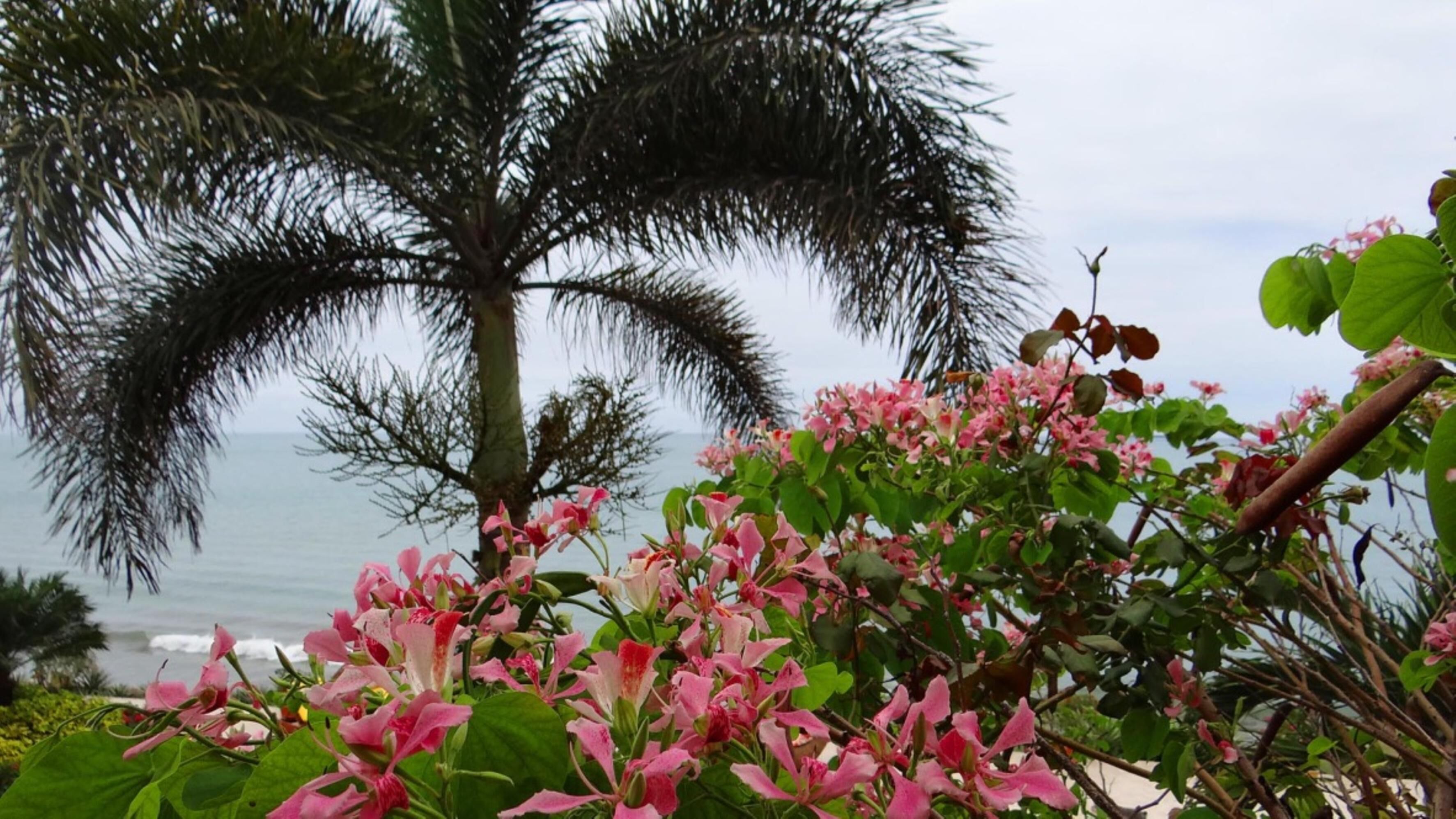 Un jardín tropical con flores rosadas y una palmera.