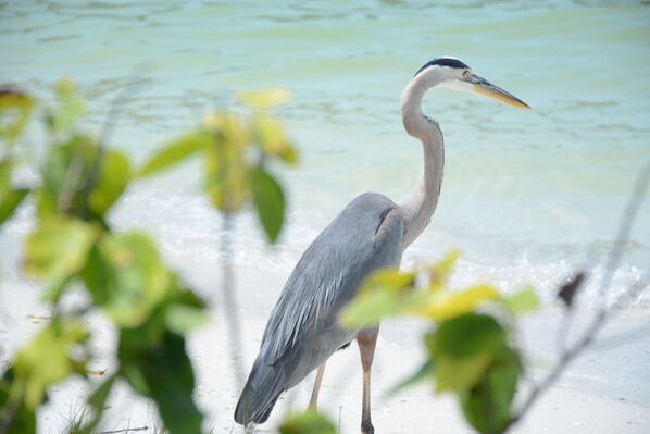 A heron standing on a sandy beach with clear water in the background. - BEST OF BOTH WORLDS, Sunset on the Beach, Sunrise on the Dock. (Englewood)