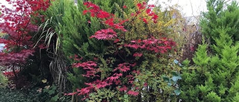 舒适公寓, 私人浴室, 花园景观 (Queens Rd Rental: 3 Rooms) | 花园