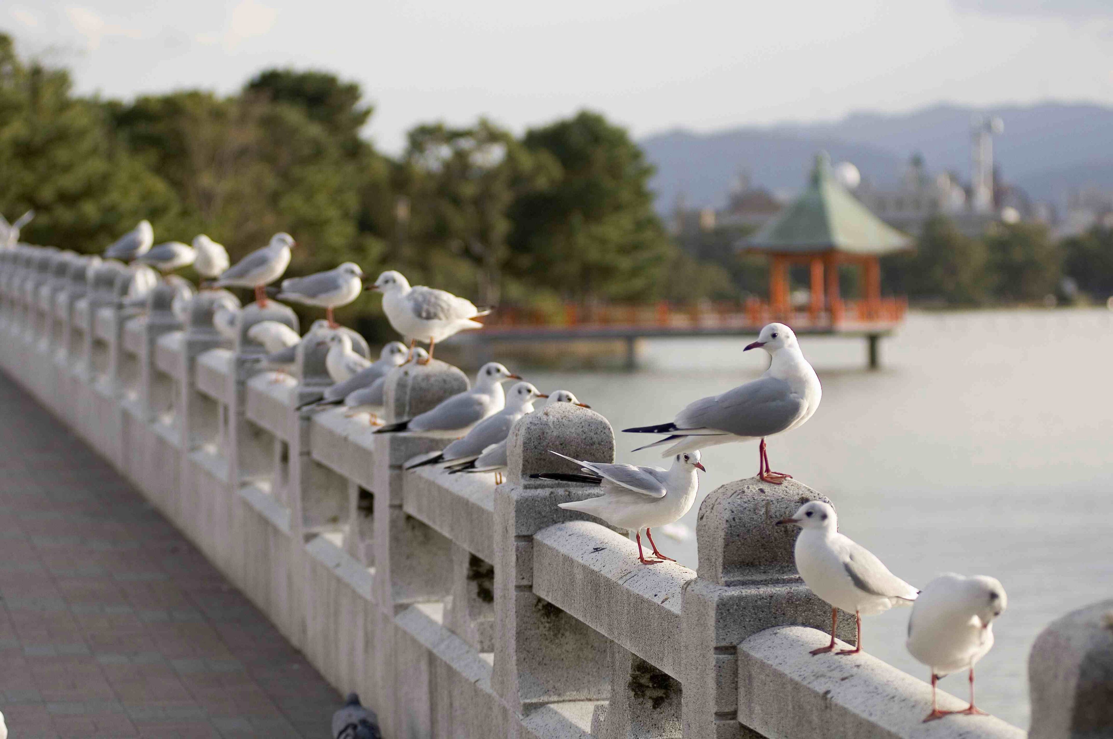 A row of seagulls perched on a concrete barrier by a body of water.