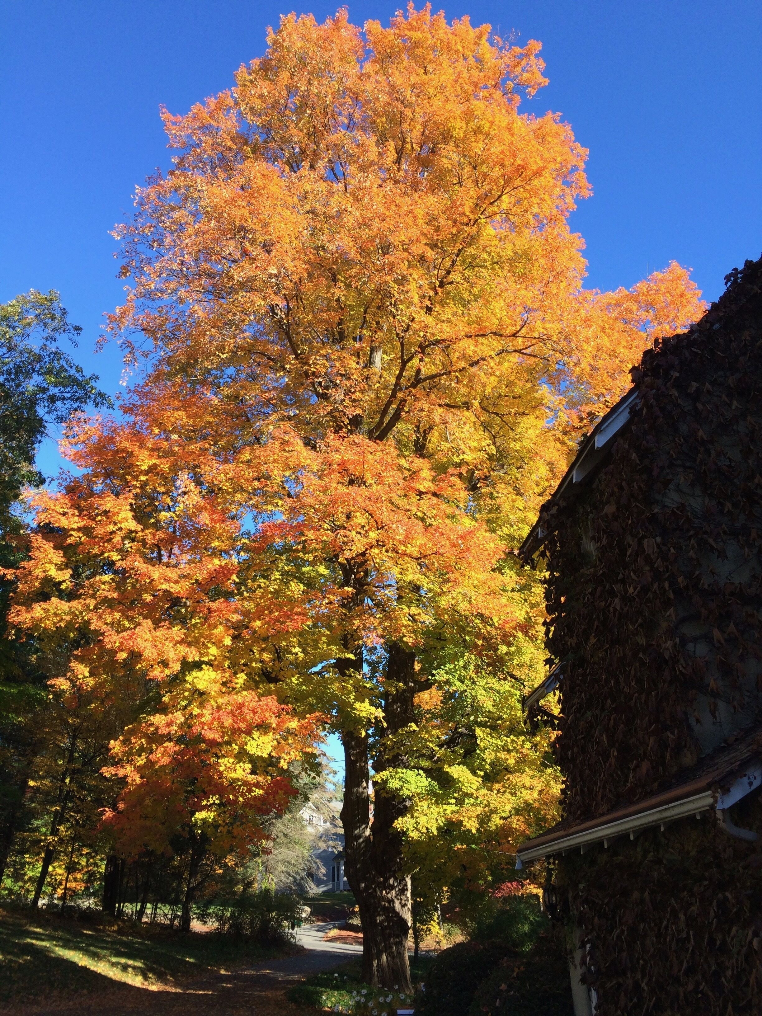A large tree with autumn foliage in a residential area.