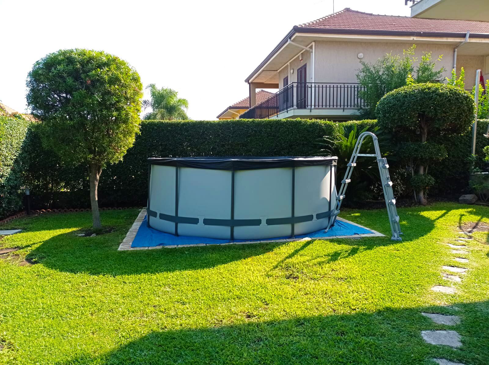 A swimming pool in a backyard with a ladder, surrounded by well-maintained grass and hedges.