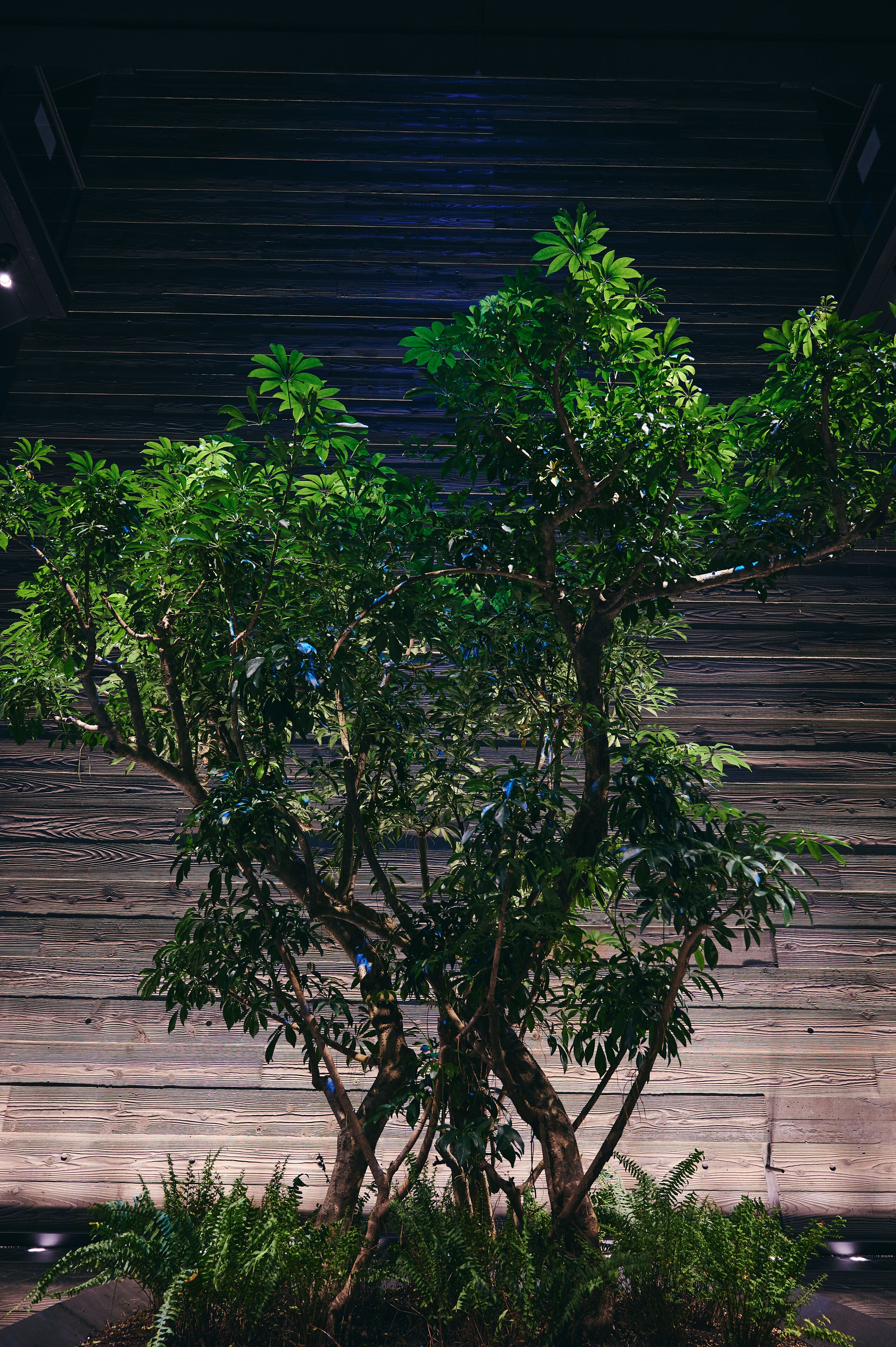 Foto - nol kyoto sanjo