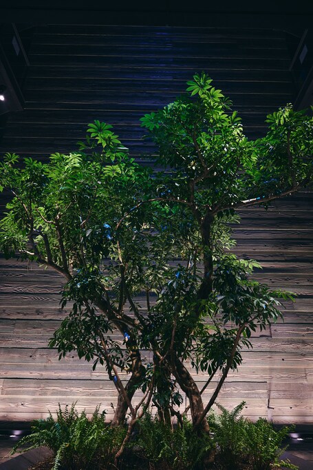nol kyoto sanjo - Image 7