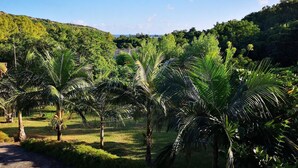A lush landscape with palm trees and a clear sky.