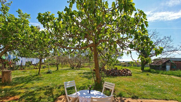 Área externa com mesas e cadeiras sob uma árvore, cercada por um campo gramado e vista para um vinhedo.
