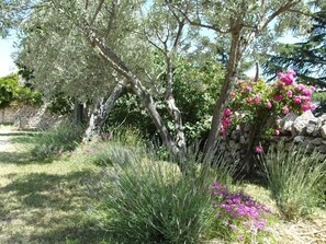 Escape to a serene garden oasis with lush vegetation and a rustic stone wall.