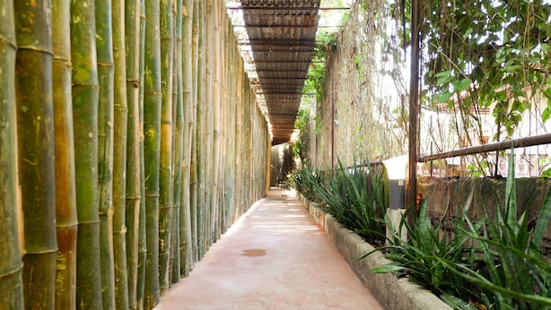 Corredor repleto de bambu e plantas, conduzindo a uma área coberta.