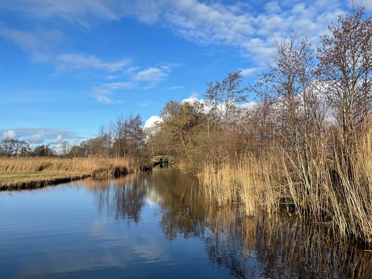 A calm river with reeds and trees reflecting in the water.