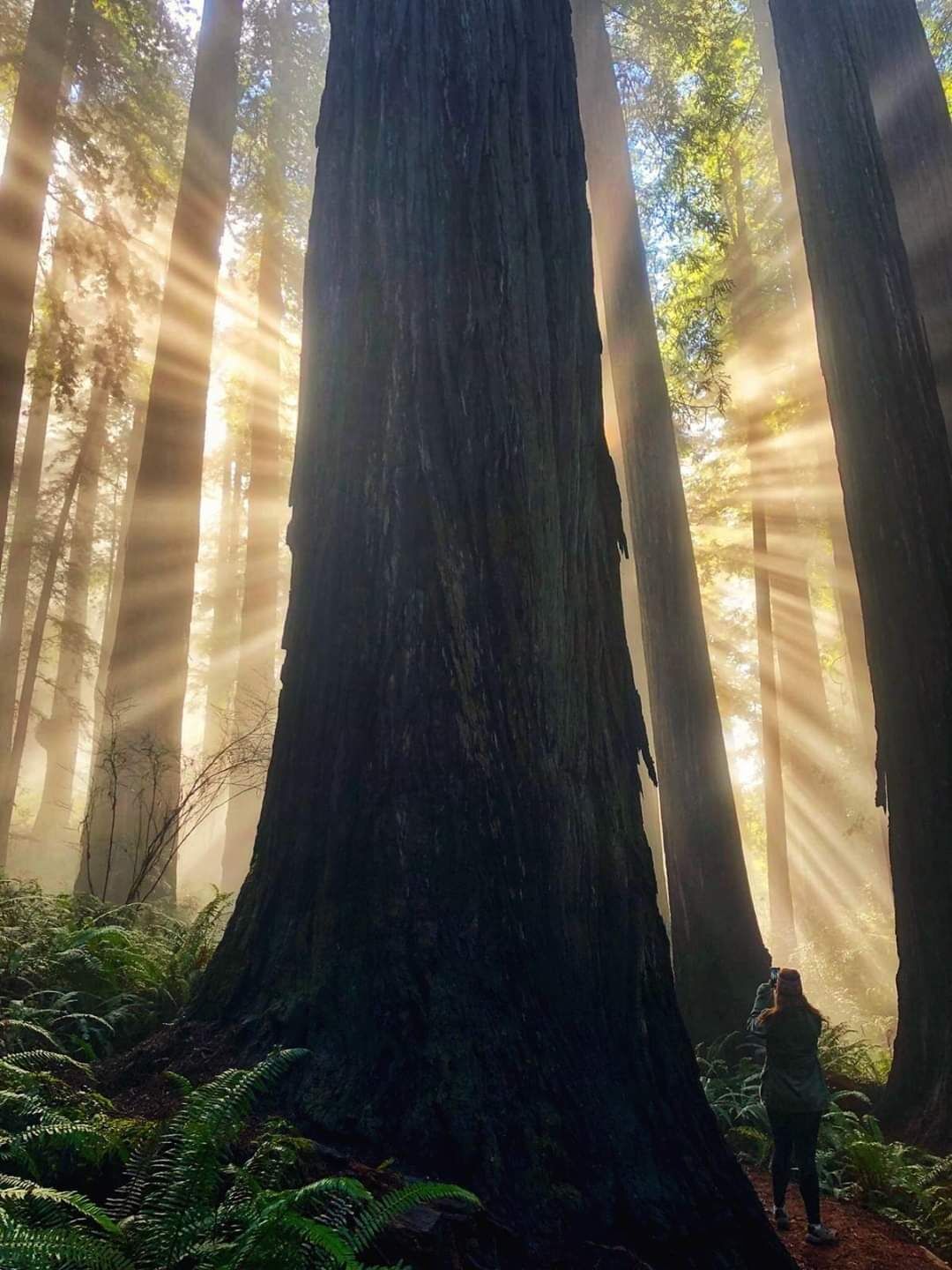 A forest with tall trees and sunlight filtering through.