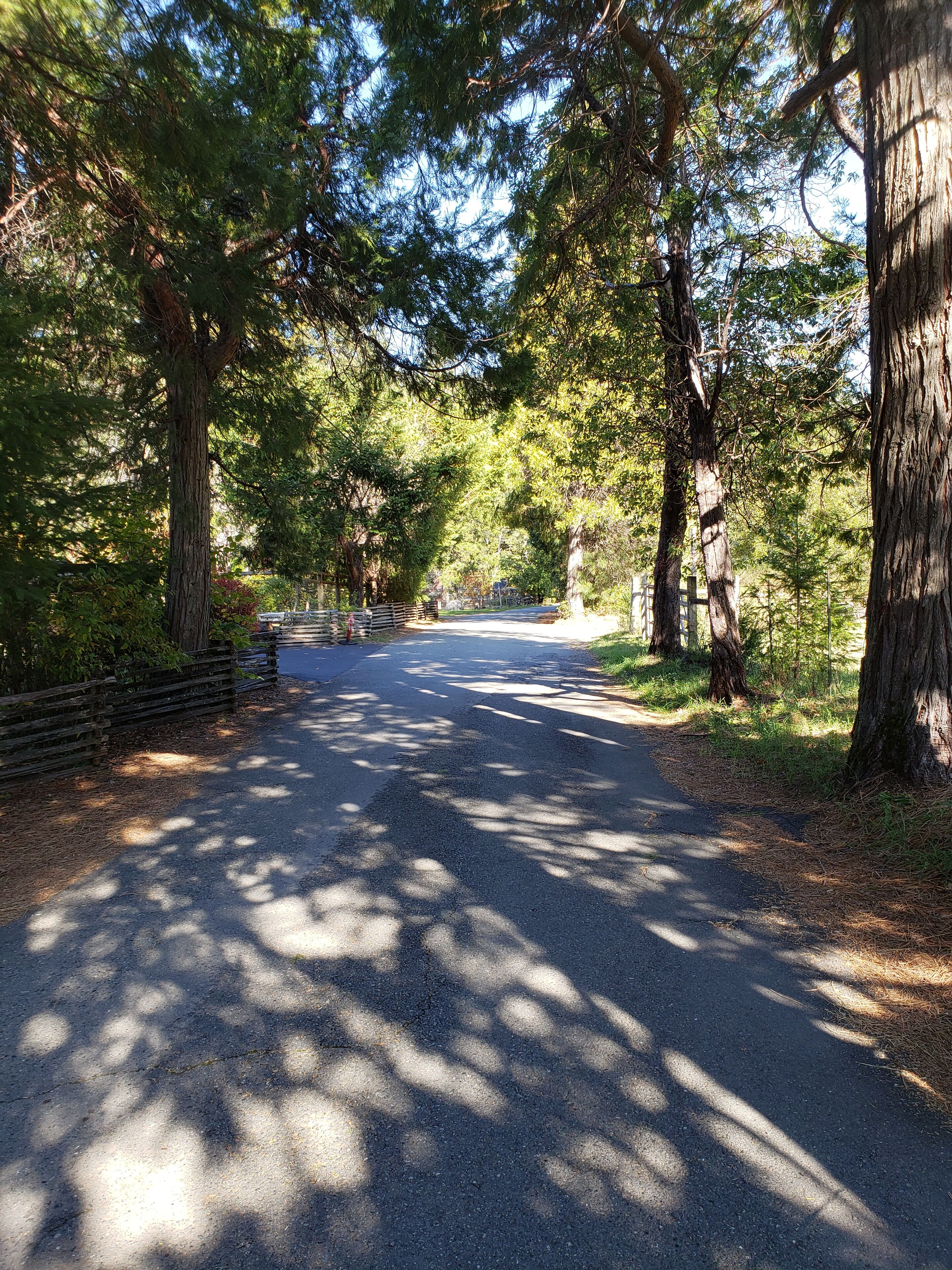 Una strada asfaltata costeggiata da alberi alti e da un recinto in legno, che si inoltra in una zona boschiva.