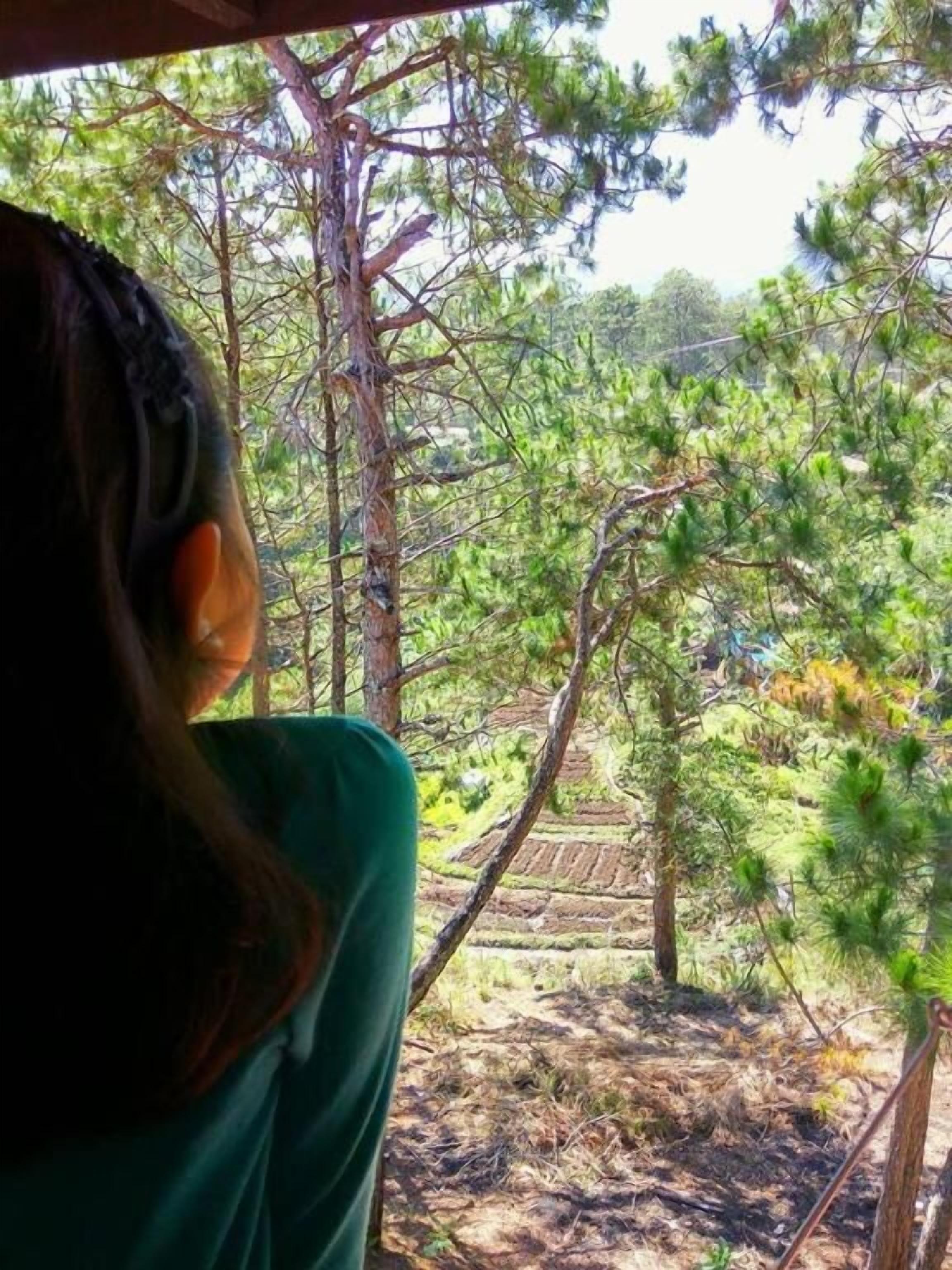 Una persona mirando por una ventana a un área boscosa con árboles y un sendero de tierra.
