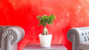 Una planta en maceta sobre una mesita entre dos sofás de cuero frente a una pared roja.