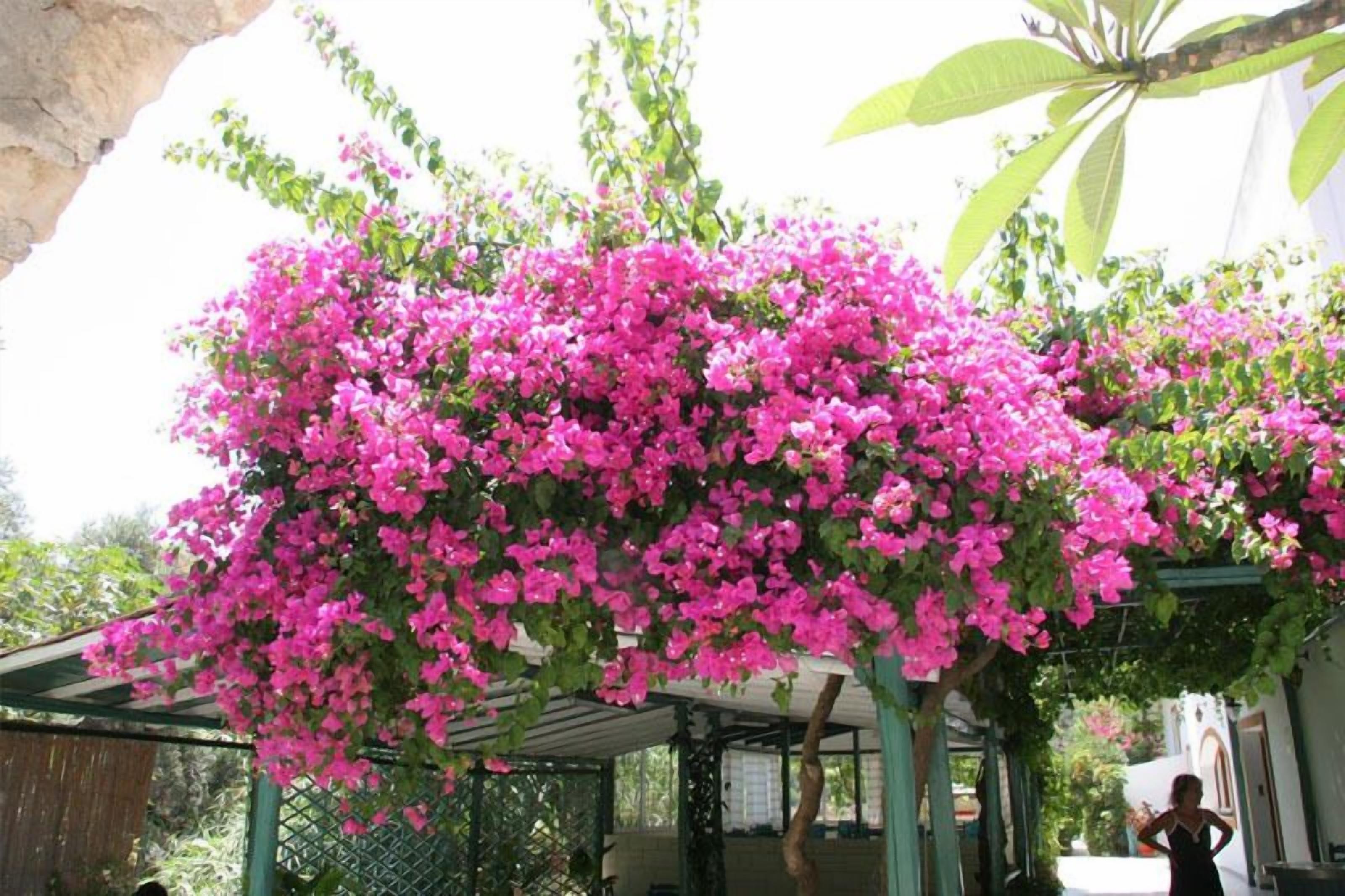 Un espace extérieur abrité, agrémenté d’une plante à fleurs.