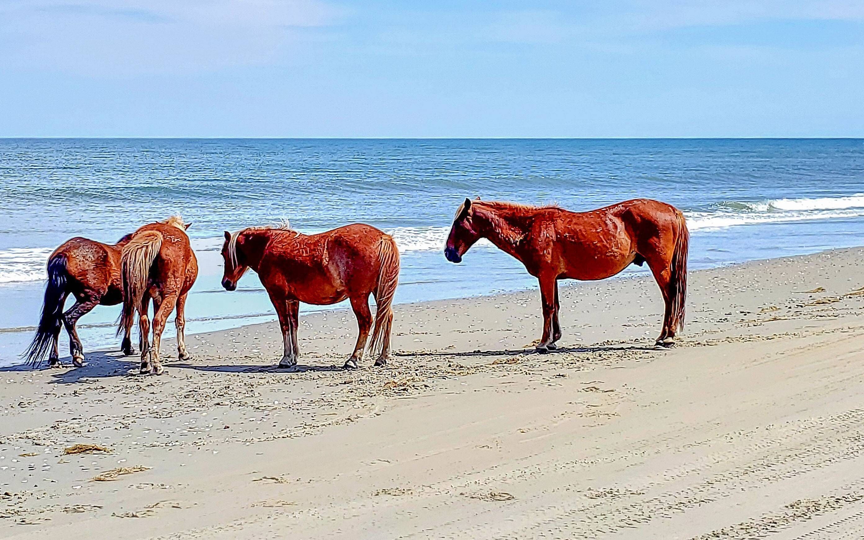 Caballos Salvajes En La Playa Sable Island: Vacaciones En Canadá