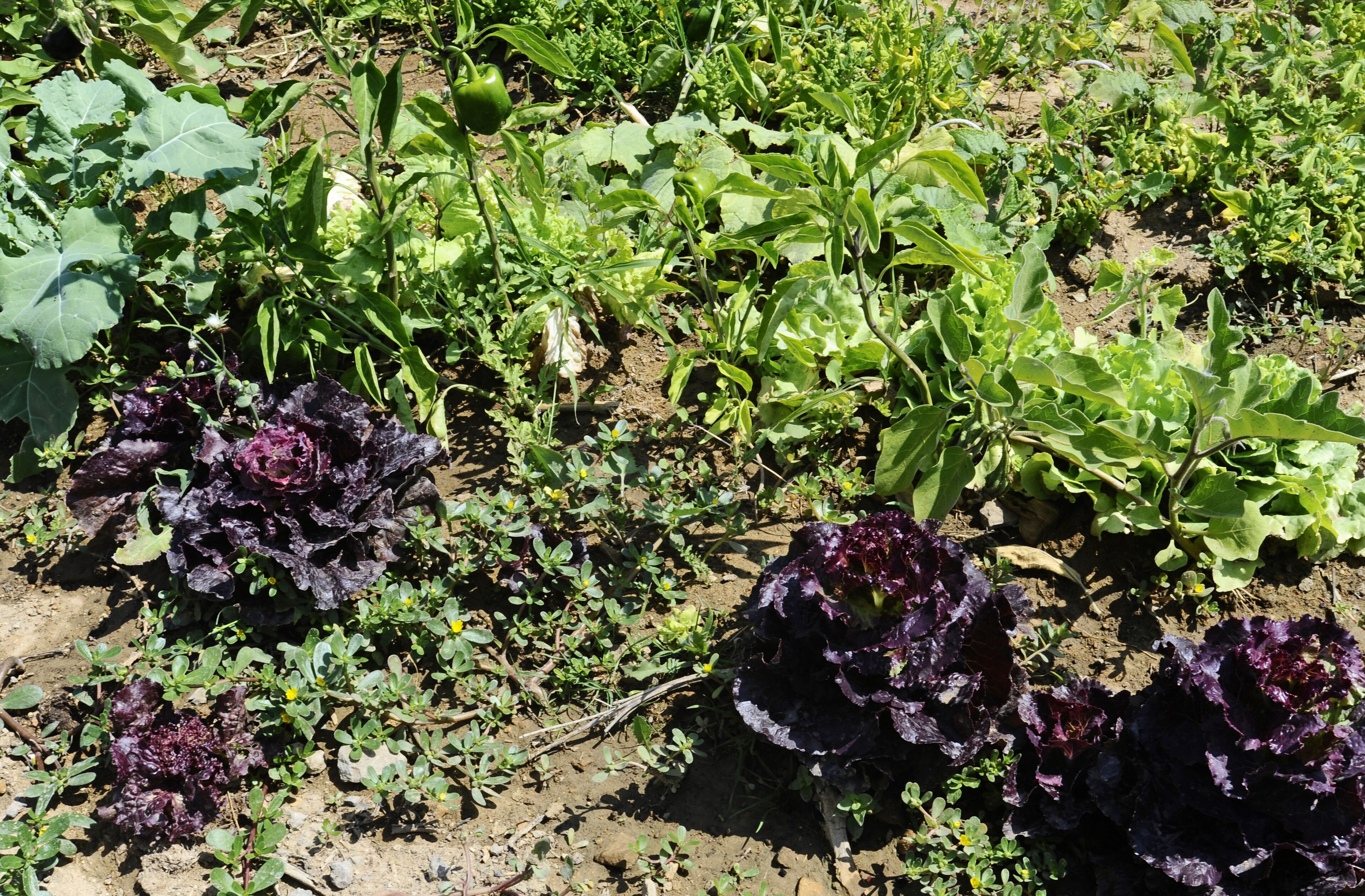 A garden with various plants, including leafy greens and purple lettuce.