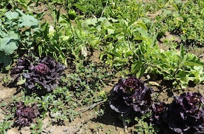 A garden with various plants, including leafy greens and purple lettuce. - Oeiras Apartment (Oeiras)