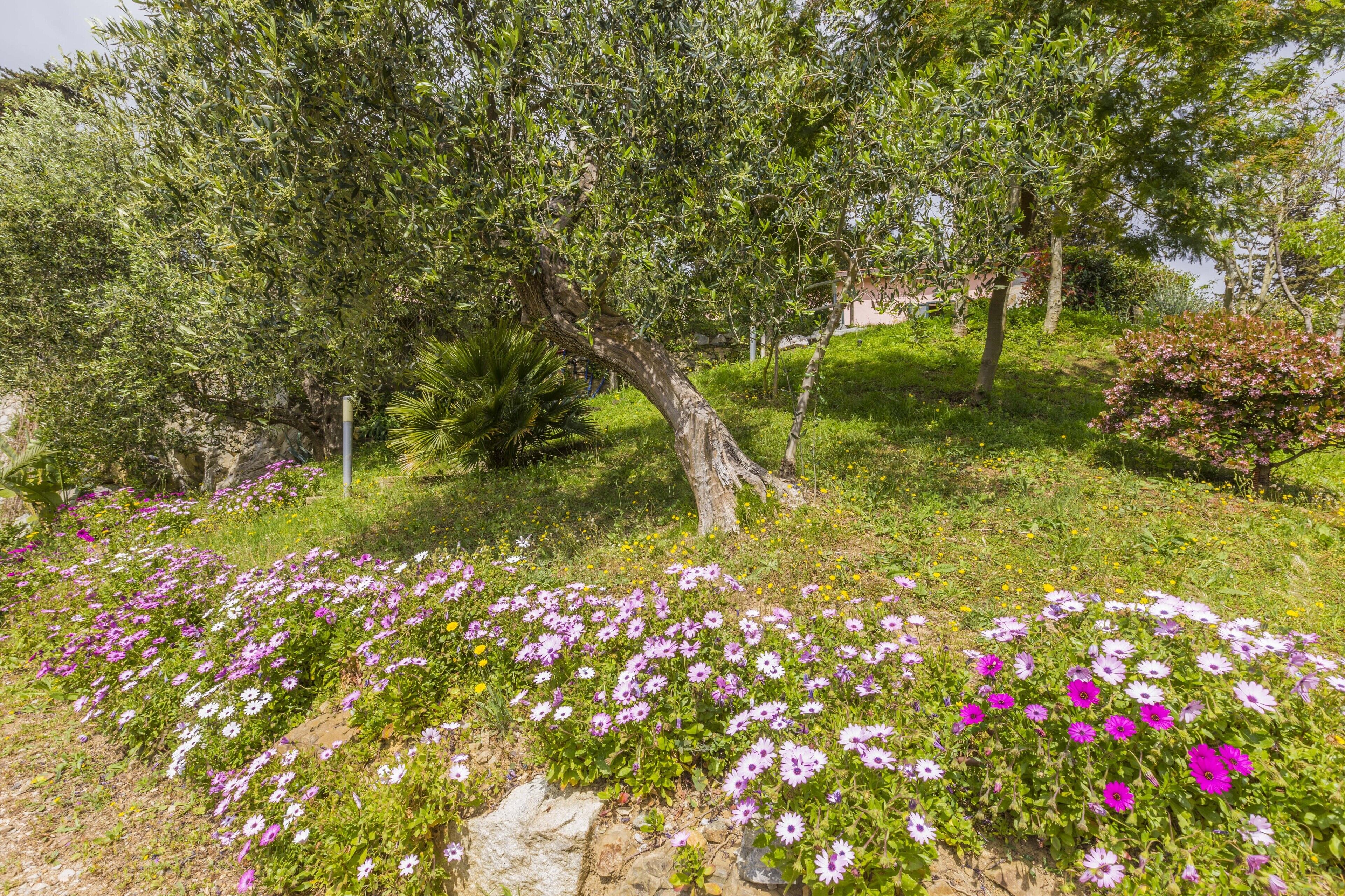 Um jardim com árvores e plantas floridas.