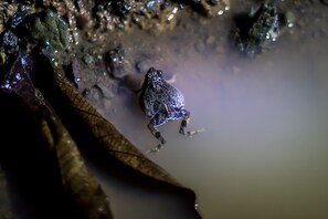 A frog rests in a serene outdoor setting, surrounded by natural surroundings.