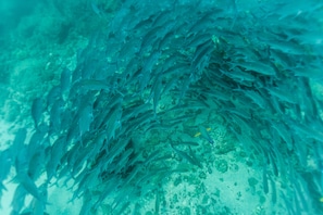 Swimming in a vibrant coral reef, a school of fish can be seen in close formation.