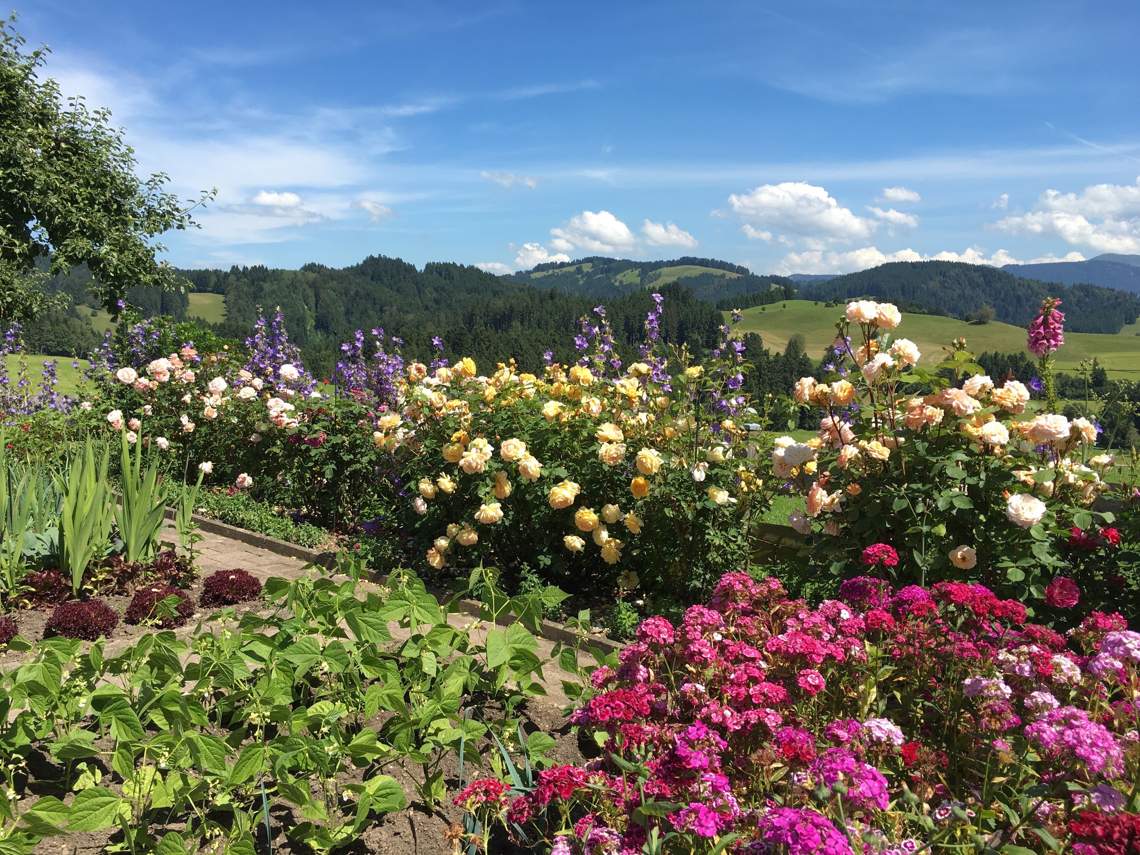 A garden with various flowers and a view of rolling hills in the background.