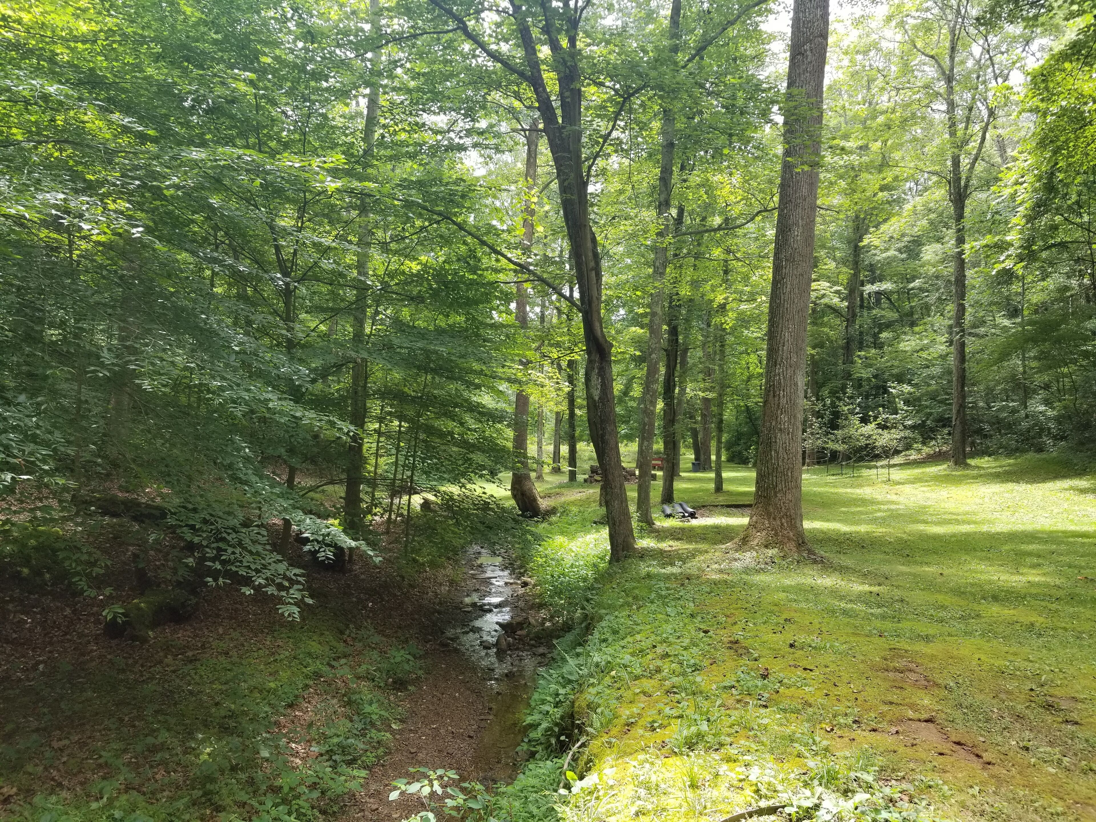 Un área boscosa con un arroyo pequeño, árboles densos y un claro cubierto de hierba.