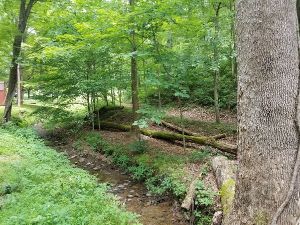 Zona boscosa con un arroyo, árboles y un tronco caído.