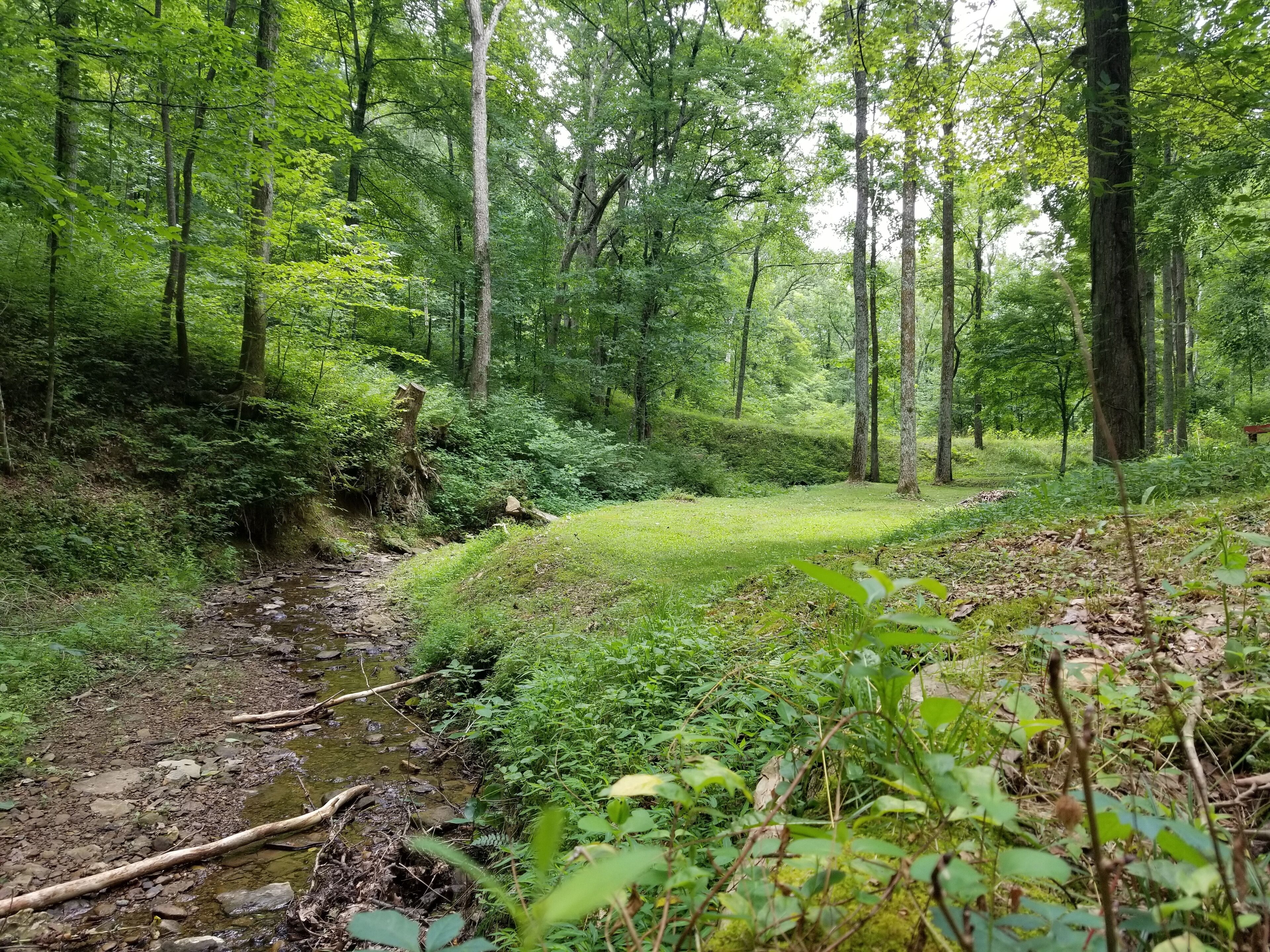 Une zone boisée avec un petit ruisseau et un banc.