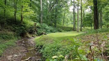 Une zone boisée avec un petit ruisseau et un banc.