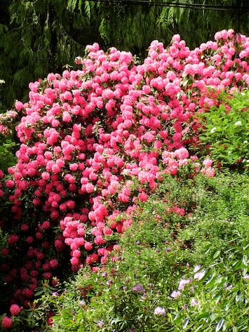 View from your window. Rhododendron (height of small tree) blooms in May.