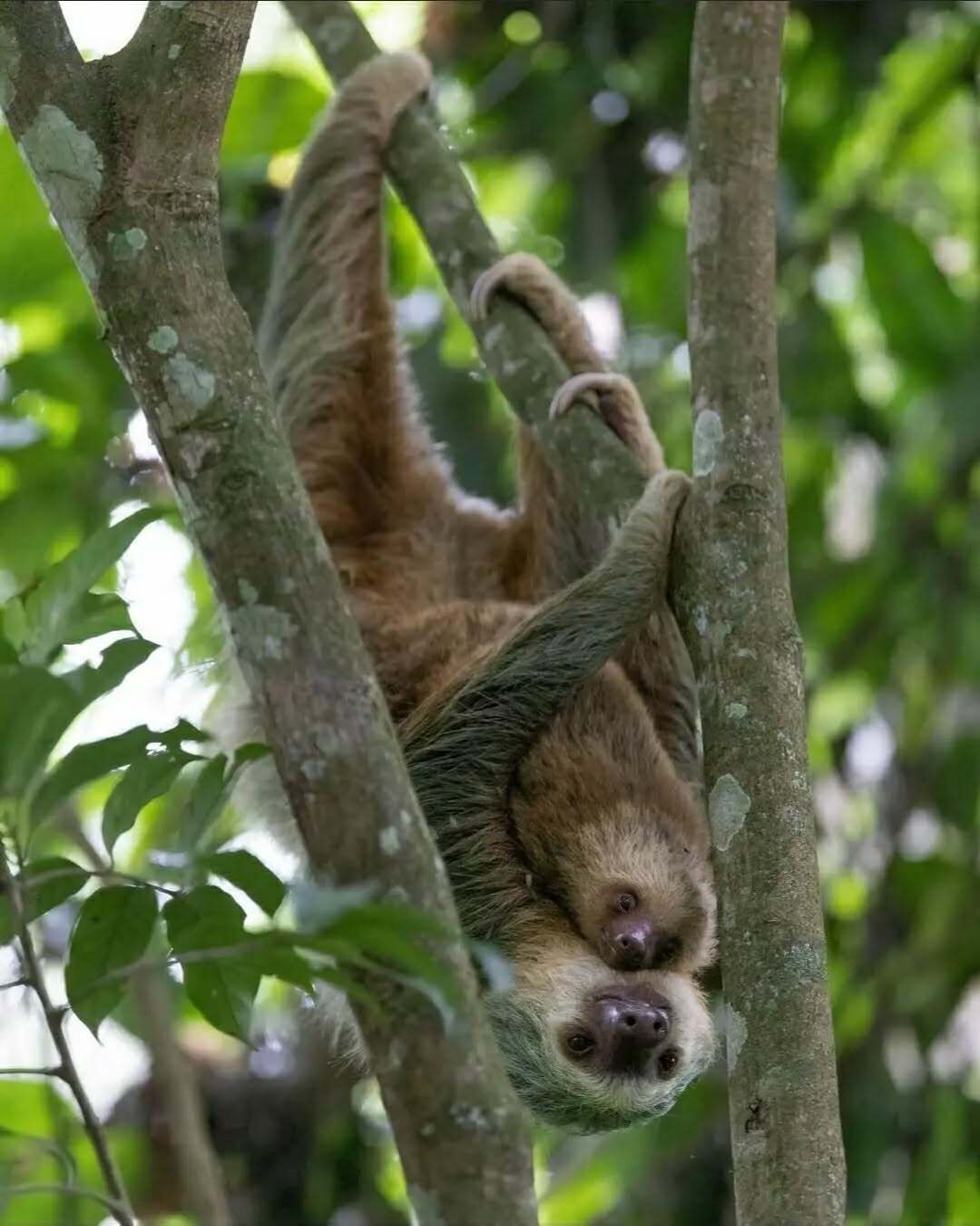 A sloth hanging from tree branches.