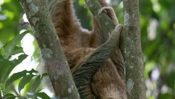 A sloth hanging from tree branches.