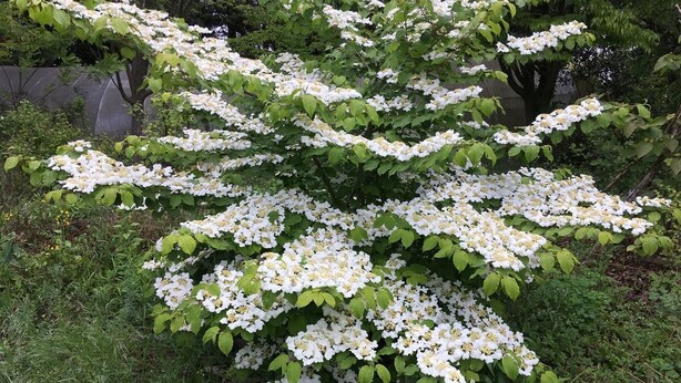 A garden with a large flowering shrub. - Paradis la Provence entre Vienne et Lyon (Saint-Cyr-sur-le-Rhône)